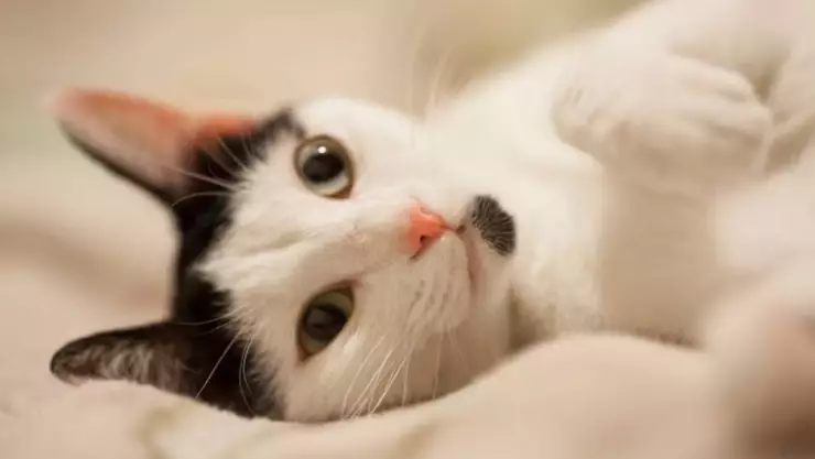 Los gatos son considerados mascotas muy independientes