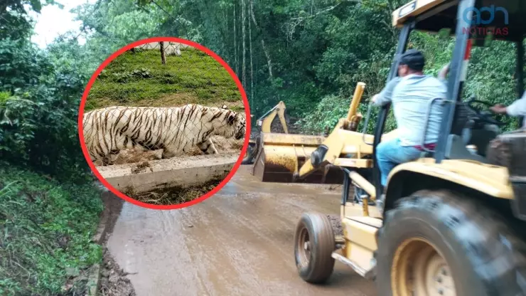 Tigre de bengala escapa de zoológico de Xicotepec, Puebla, tras fuertes lluvias