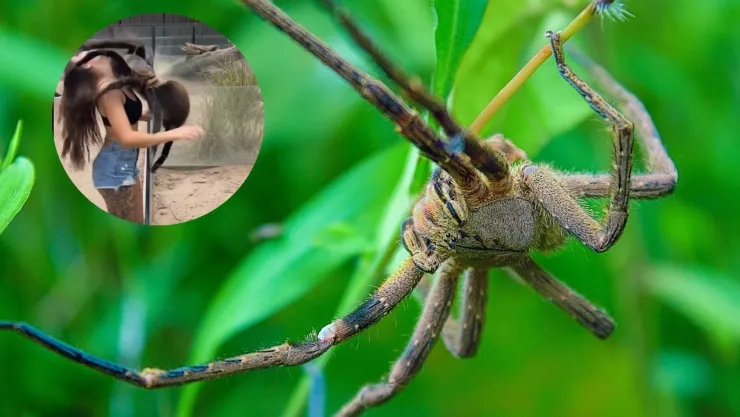 ¿Es real? Se hace viral grotesco VIDEO de enorme araña atacando a una mujer en el rostro en pleno zoológico
