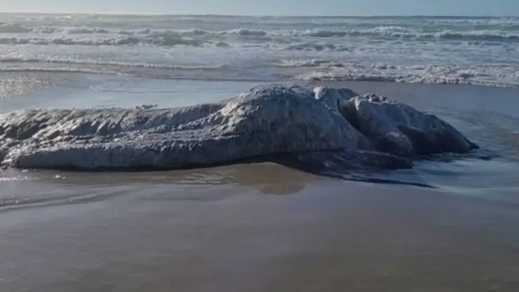 Criatura marina salió del océano tras un terremoto y asombra a la ciencia