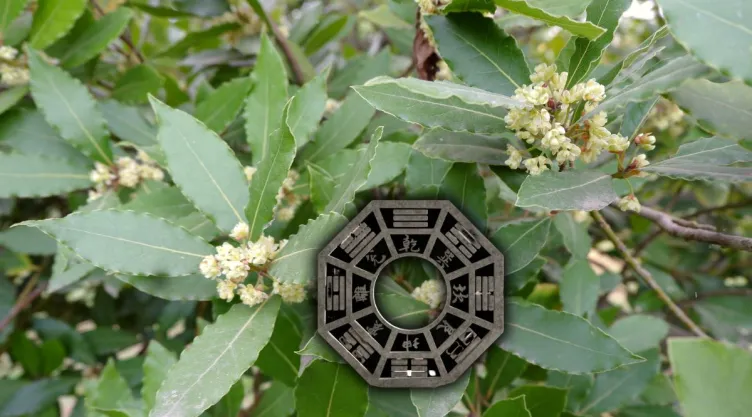 Qué quiere decir que florezca tu planta de laurel