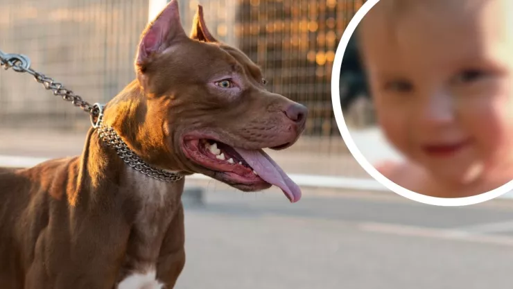 Bebé muere en Ohio tras agresión de perro pitbull; autoridades investigan el caso