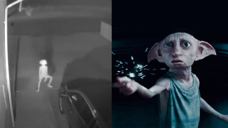 Graban a misteriosa criatura y lo comparan con Dobby