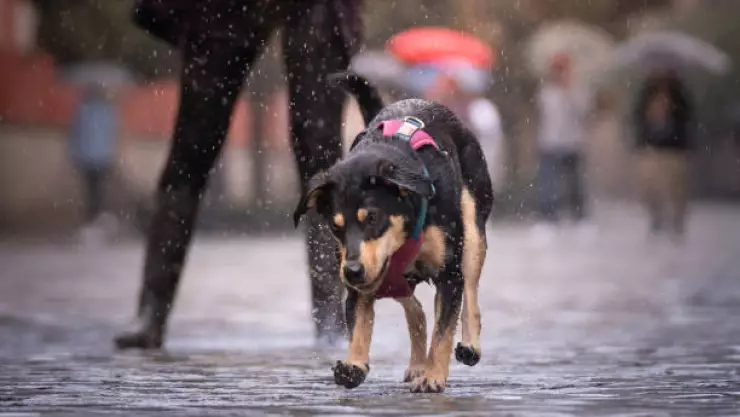 Cuidar a mi mascota en lluvias