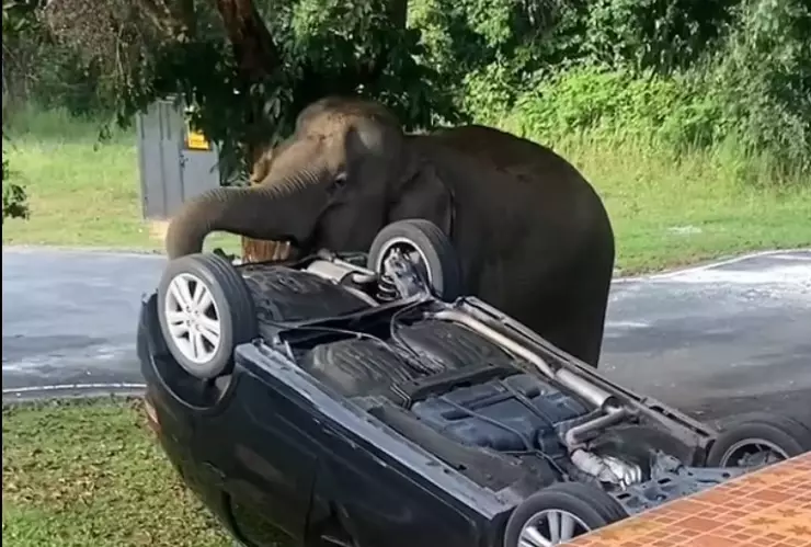 elefante-voltea-auto-familia-que-hizo-parrillada-ilegal-en-tailandia-elefanta