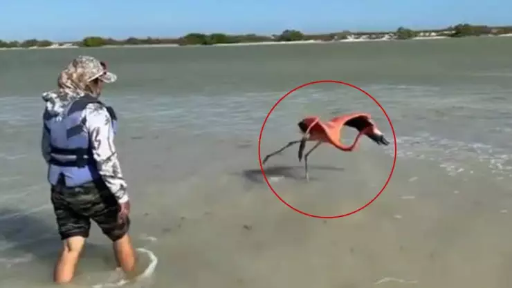 Rescatan a flamenco rosa atrapado en red de pesca en Río Lagartos