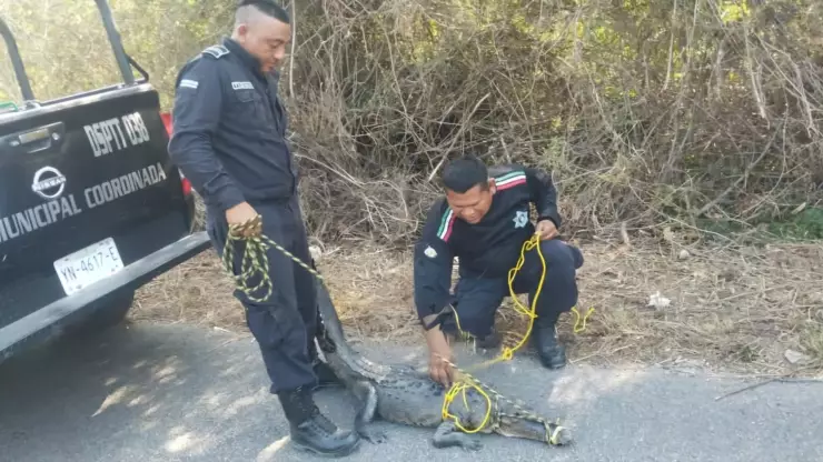 Lagarto es hallado al interior de una casa en Santa María, Tizimín