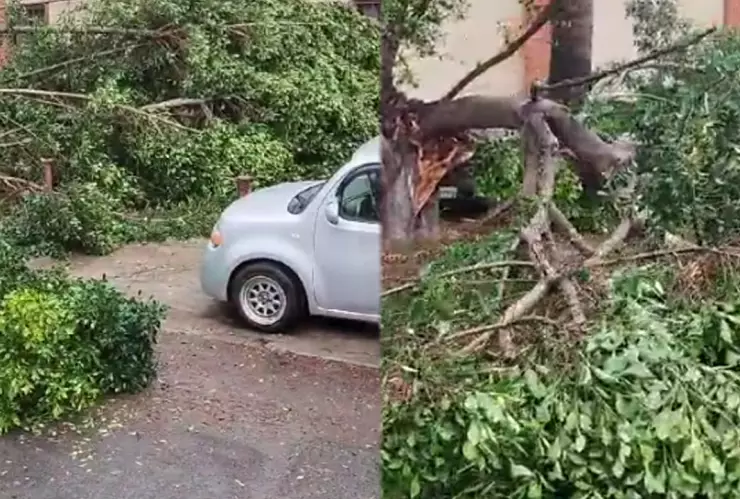 VIDEO Fuertes vientos tiran enorme árbol en la colonia Independencia