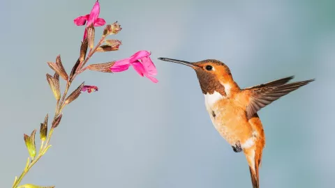 Te pueden enviar a la cárcel por hacer amarres de amor con colibríes