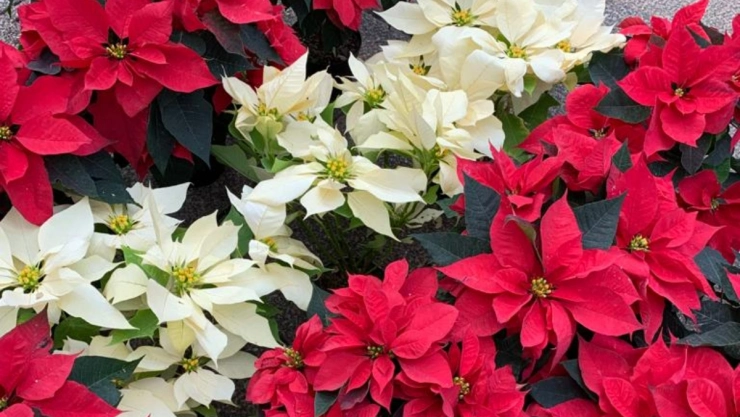flor nochebuena variedades