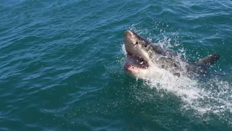 Mexicana es víctima de ataque de tiburón en Islas Galápago