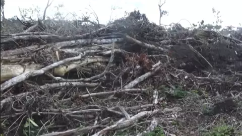 Denuncian tala clandestina de árboles en Bacalar