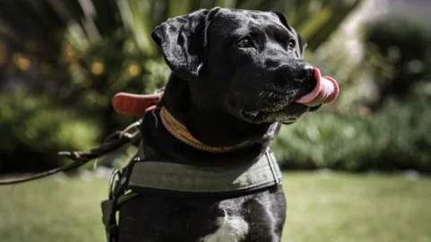 Cuco es un perro muy cariñoso, apoya a los pacientes del IMSS.jpg