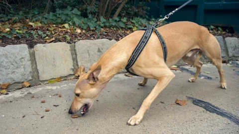 envenenamiento_perro_sintomas