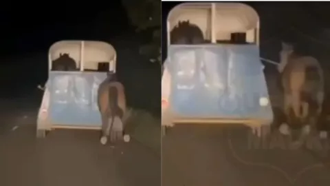 Hombre arrastra un caballo con un remolque en Veracruz