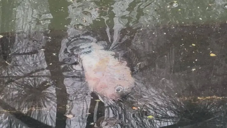 ¡ALERTA por peces muertos en lago de XALAPA! Así los encontraron