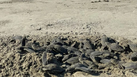 tortugas en michoacán.jpg