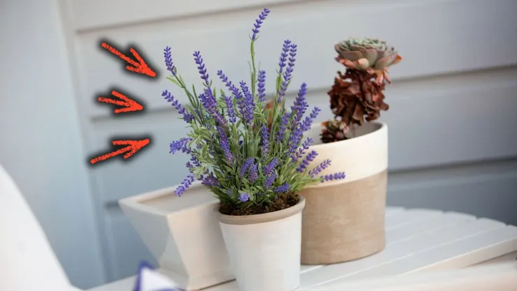 /estilo-de-vida/guia-cuidar-lavanda-maceta-perfumar-ambiente