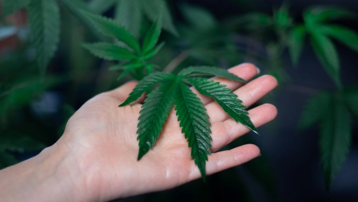 Rhode Island comienza la venta de marihuana para uso recretivo