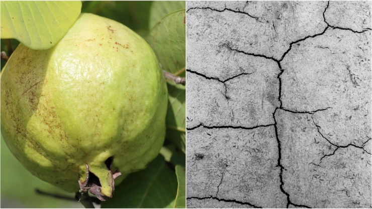 ¿Sin guayabas en Aguascalientes_ Por sequía se podría perder hasta 40% de la siembra