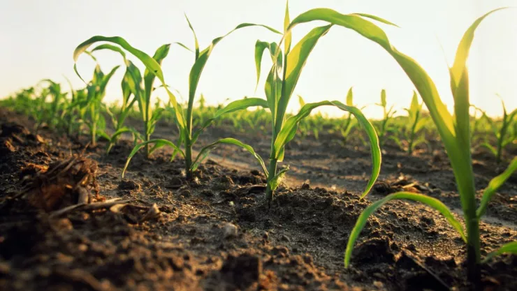 Aprobarán en 2025 prohibición de siembra de maíz transgénico