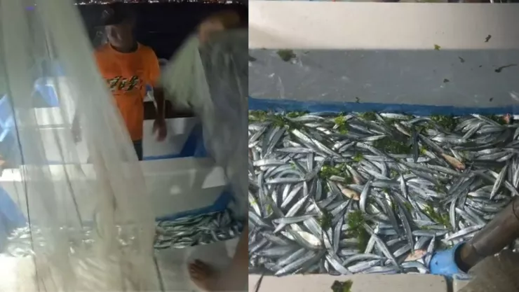 Peces pajaritos Sinaloa