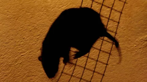 Hombre sostiene rata con la mano y se hace viral