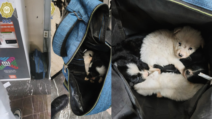 Rescatan a cuatro cachorros abandonados dentro de una maleta en el Metro Indios Verdes
