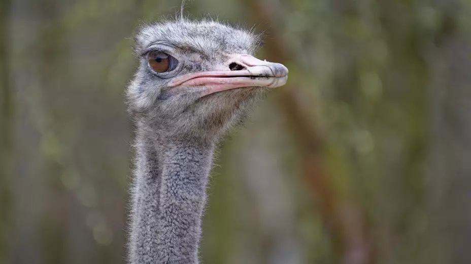 Convierte tu cena de Año Nuevo en un festín único con carne exótica en el Mercado de San Juan