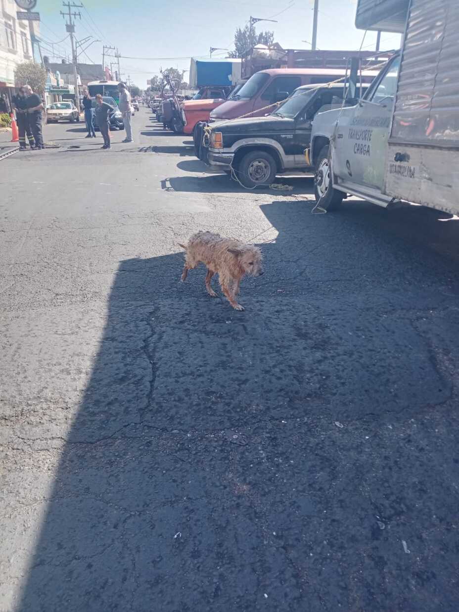 perrito