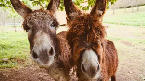 Los burros están en peligro de extinción, según cifras del Inegi