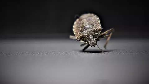 El ingrediente con el que acabarás con las chinches de la cama