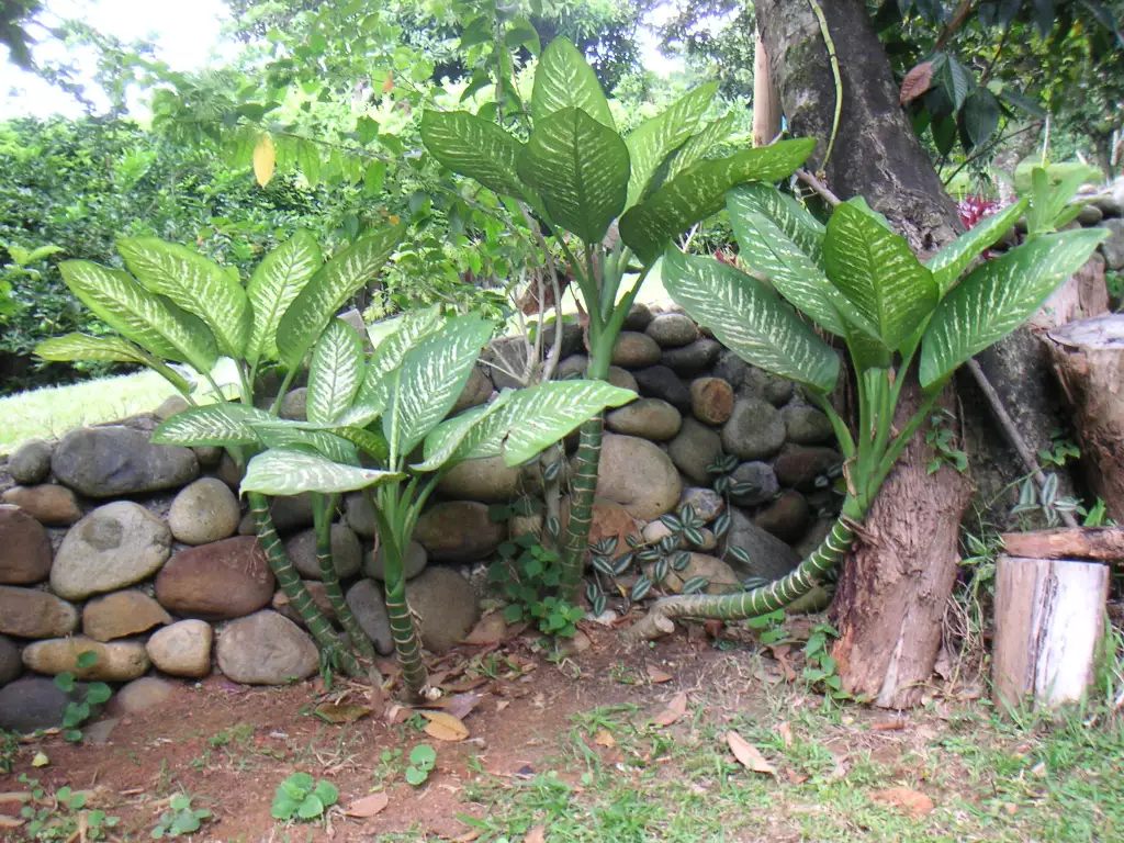 plantas toxicas difenbaquia