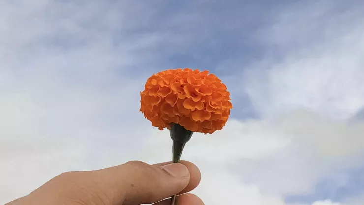 enfermedades que cura la flor de cempasúchil.jpg