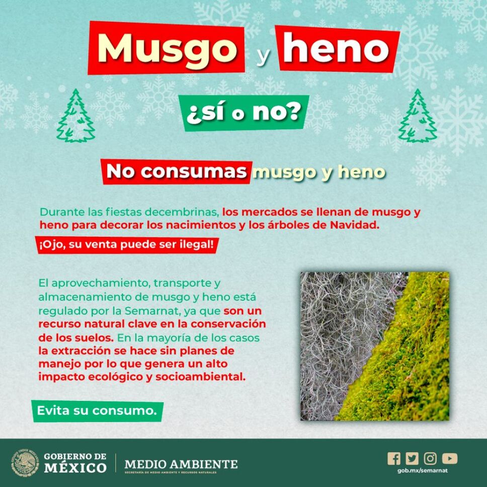 Musgo y heno ilegal