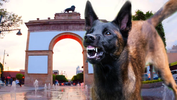 Dónde reportar perros callejeros en León, Gto