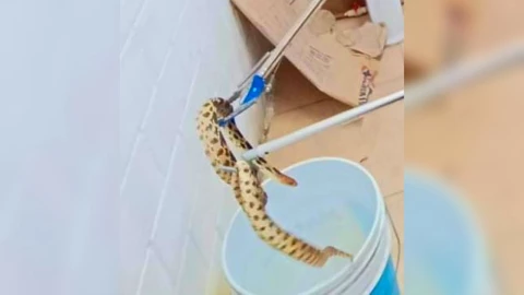 localizan serpiente en primaria de León, Guanajuato
