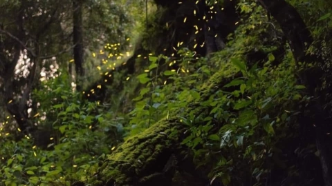 temporada de luciérnagas 2022