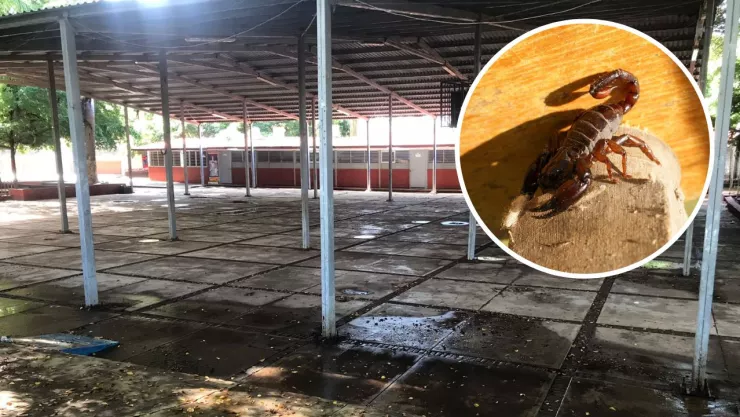 Caen alacranes de techo Escuela Primaria PEMEX