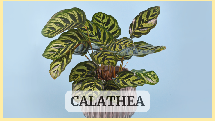 Planta Calathea