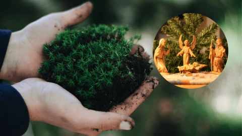 Por esta razón debes dejar de usar el musgo en el nacimiento de Navidad.png