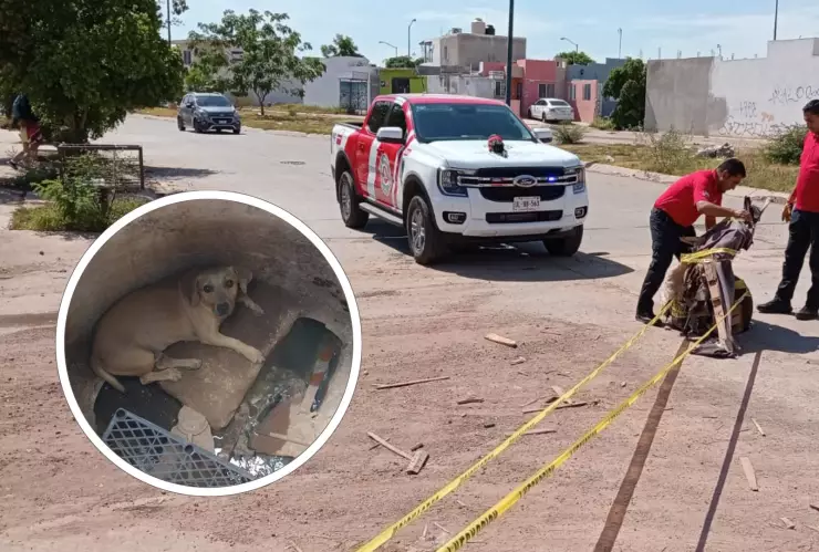 Rescatan perro atrapado en alcantarilla en Mazatlán