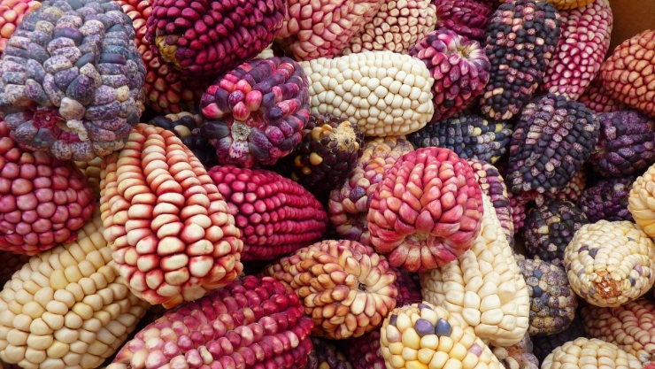 Feria del Maíz y la Milpa 2022 Zócalo