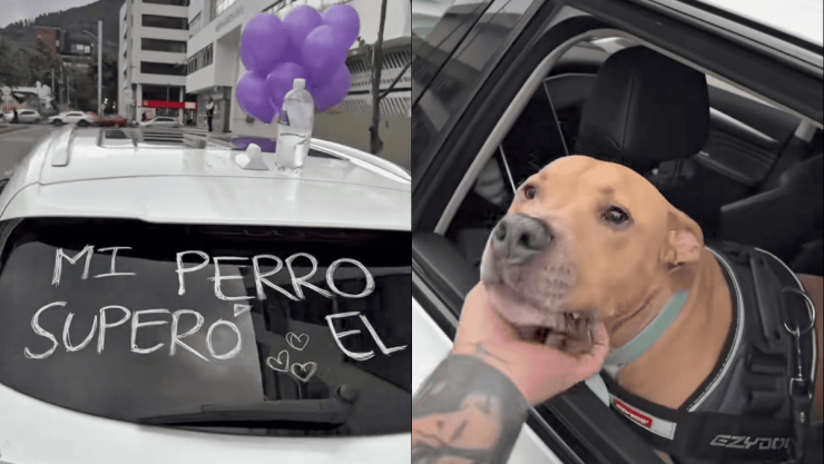 Perrito se hace viral porque su dueño anunció que le ganó al cáncer.png