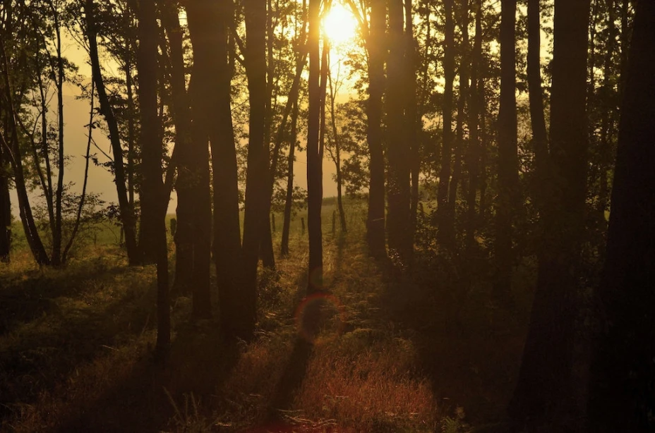 Éxito forestal