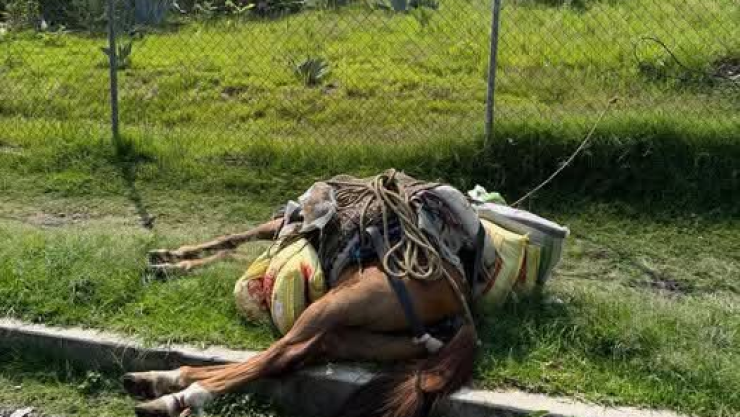 Caballo