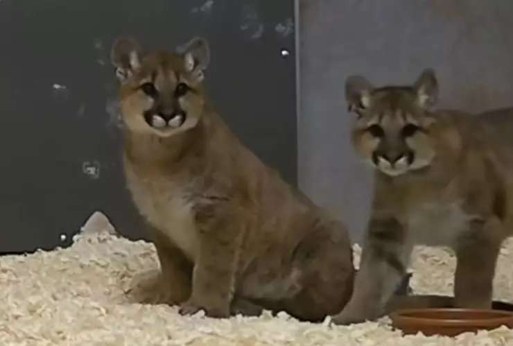 una imagen de estos bebés de cachorros de puma