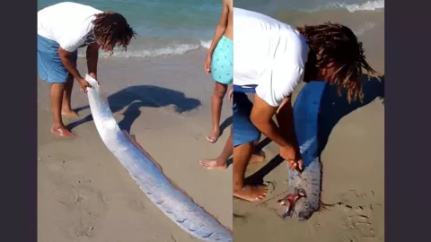 Encuentra un pez remo en una playa