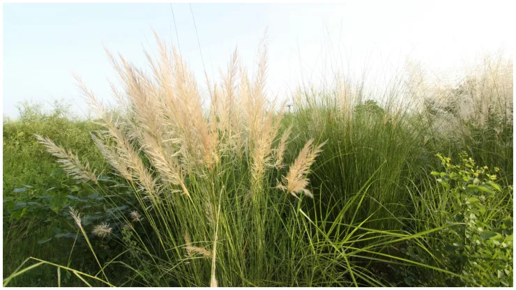 planta graminea.png