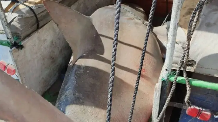 Capturan TIBURÓN en la ría de Celestún; FOTOS impactantes
